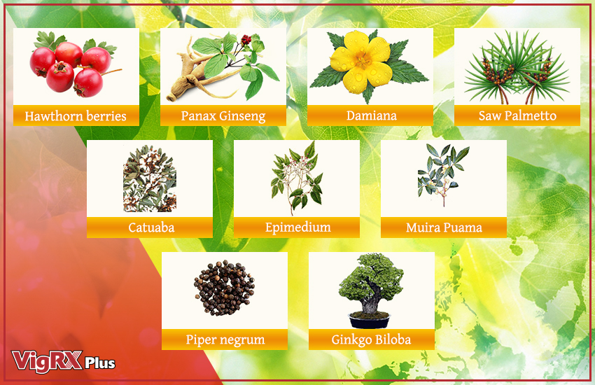 Vigrx Plus Ingredients